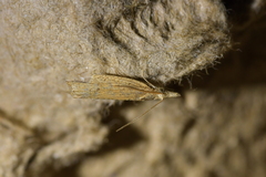 Bactra noteraula