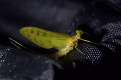 Ameletopsis perscitus