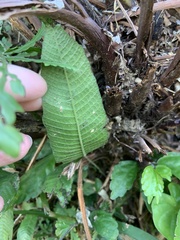 Grypothrix triphylla