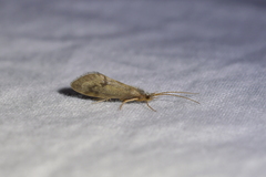 Pycnocentrodes aeris