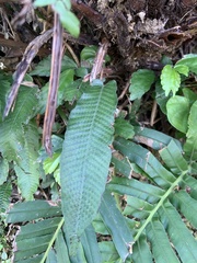 Grypothrix triphylla