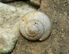 Fruticicola fruticum