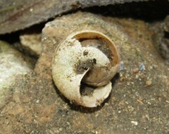 Fruticicola fruticum