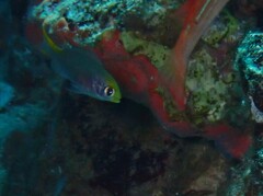 Neopomacentrus miryae