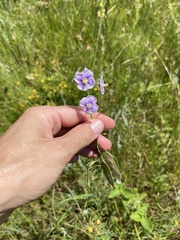 Heliophila rigidiuscula