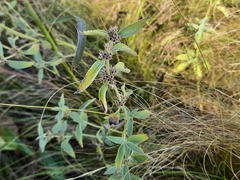 Marrubium peregrinum