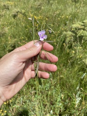 Heliophila rigidiuscula