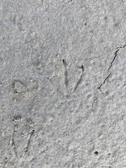 Dasypus novemcinctus