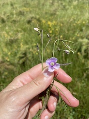 Heliophila rigidiuscula