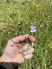 Heliophila rigidiuscula