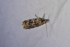 Barea exarcha
