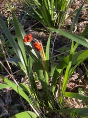 Iris foetidissima