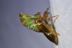 Amphipsalta zelandica