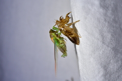 Amphipsalta zelandica