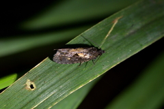 Cryptaspasma querula