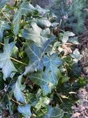 Hedera