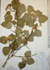 Crataegus lucorum