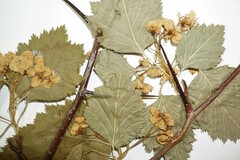Crataegus lucorum