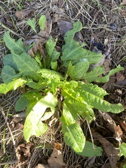Rumex