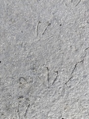 Dasypus novemcinctus