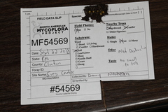 Podophacidium xanthomelum