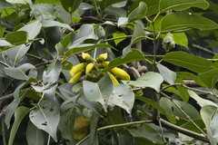 Mucuna sloanei
