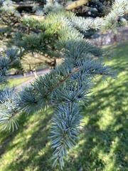Cedrus atlantica
