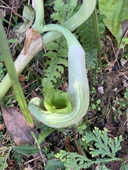 Arisaema ringens