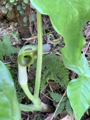 Arisaema ringens