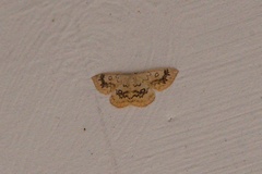 Cyclophora annularia