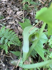 Arisaema ringens