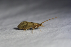 Pycnocentrodes aeris