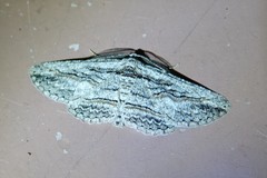 Iridopsis obliquaria