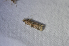 Ephestiopsis oenobarella