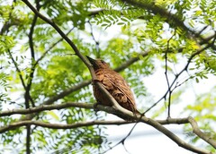 Micropternus brachyurus