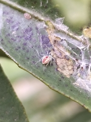 Nigma puella