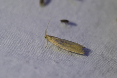 Bactra noteraula