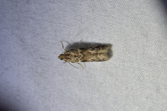 Ephestiopsis oenobarella