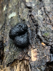 Hypoxylaceae