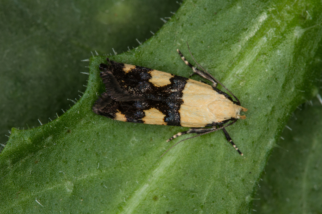 Harpagidia magnetella