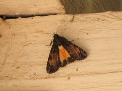Ulotrichopus variegatus