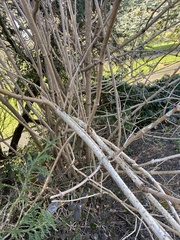 Viburnaceae