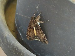 Ulotrichopus variegatus