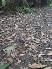 Fringilla coelebs canariensis