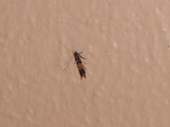 Cosmopterix