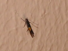 Cosmopterix