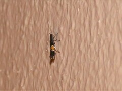 Cosmopterix