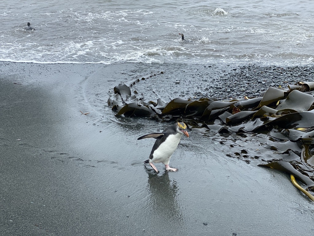Royal penguin walking along a grey beach beside kelp
