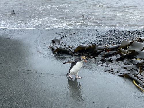Royal Penguin (Eudyptes schlegeli), photo 4