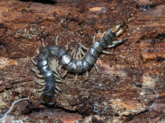 Hemiscolopendra